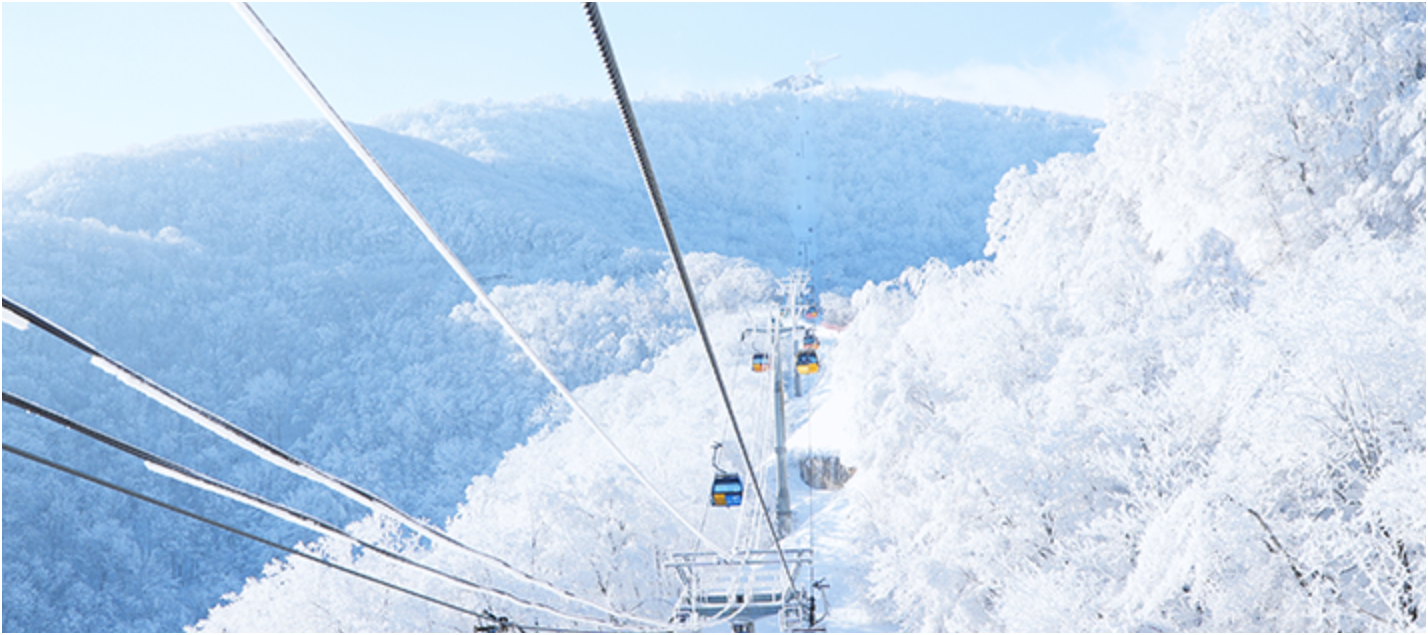 강원도 스키장 완벽 가이드 🎿 용평부터 비발디파크까지