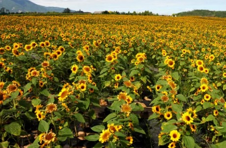 고석정꽃밭-해바라기