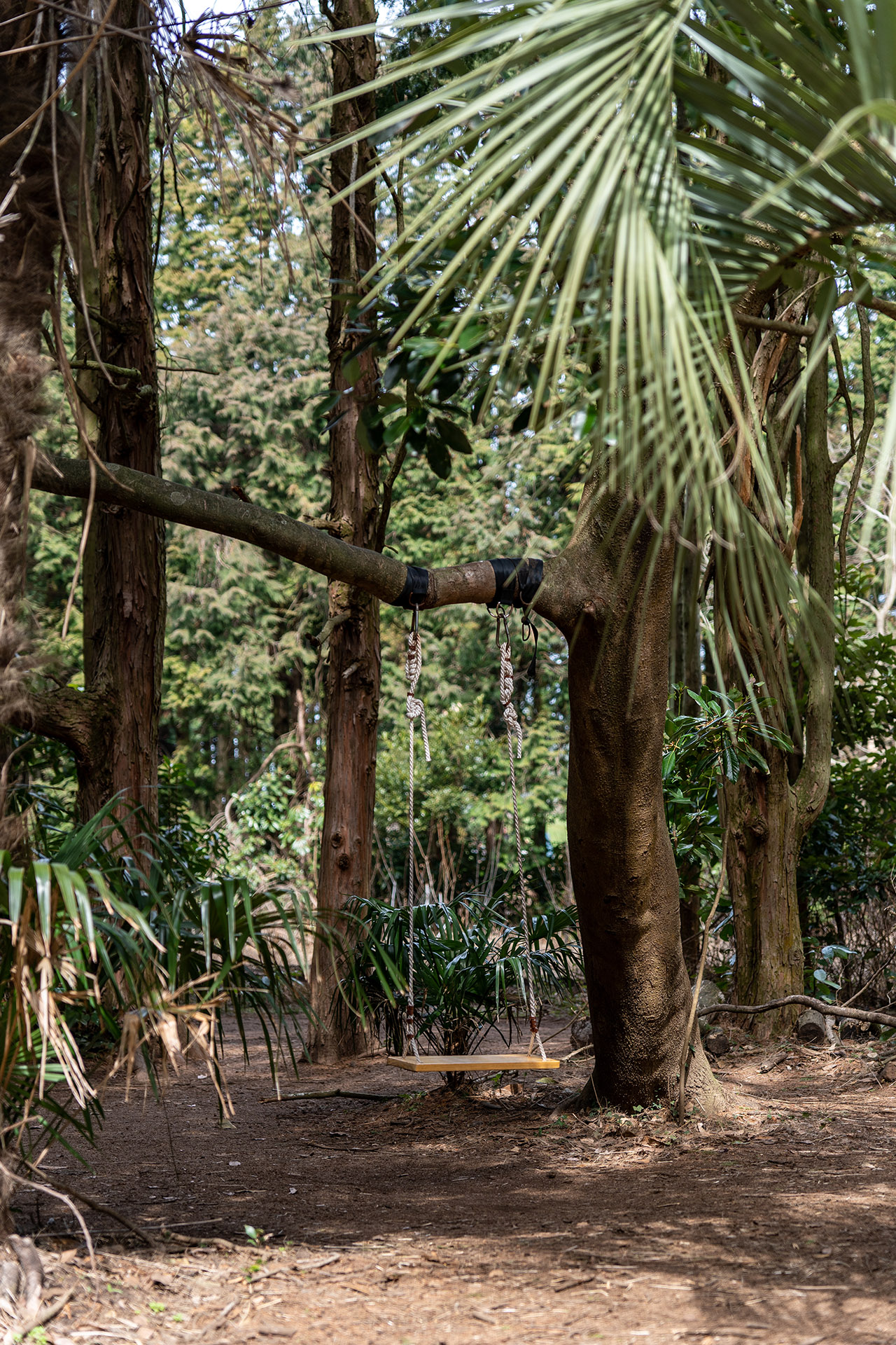 제주도 비밀의 숲 8번 야자수, 그네