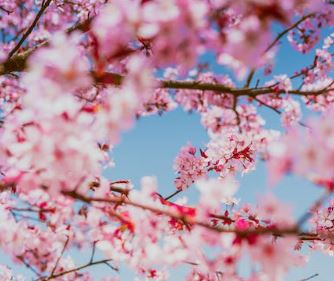 벚꽃개화시기2024