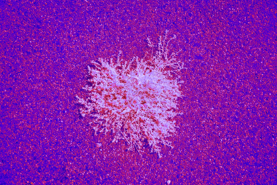 Tumor