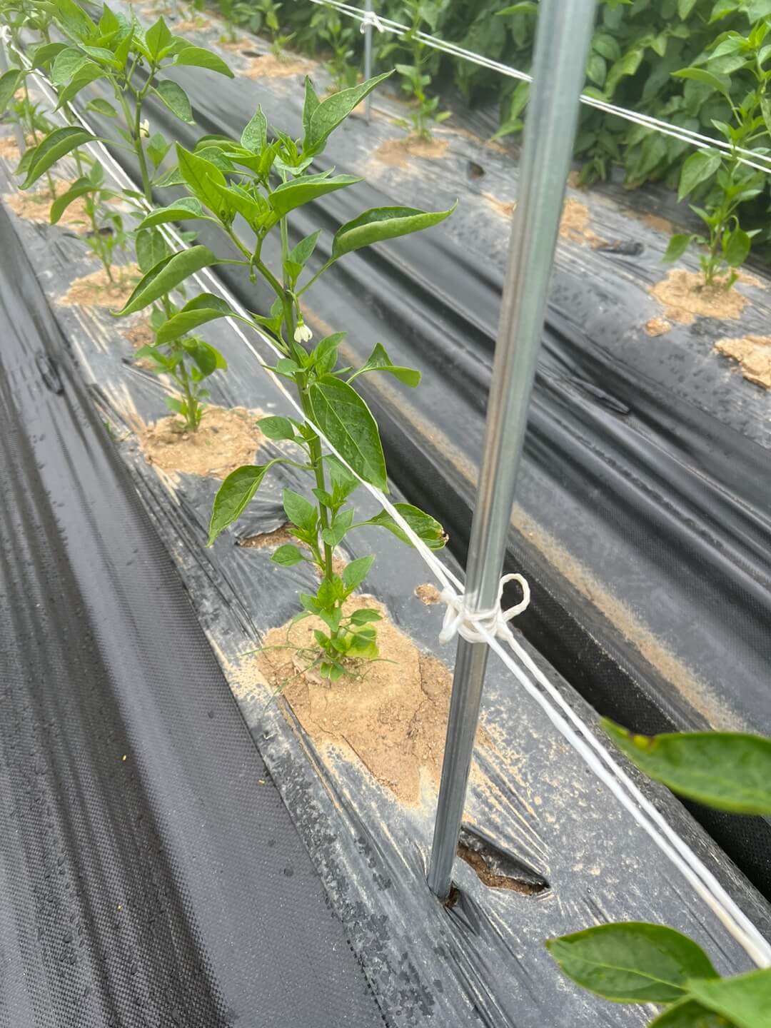 고추 여러개당 지주대 세우기