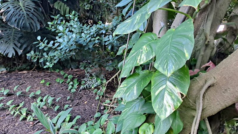 제주여행_여미지식물원