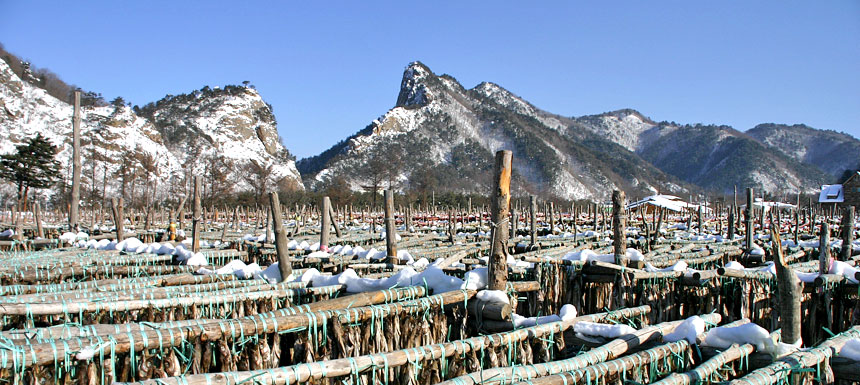 황태축제