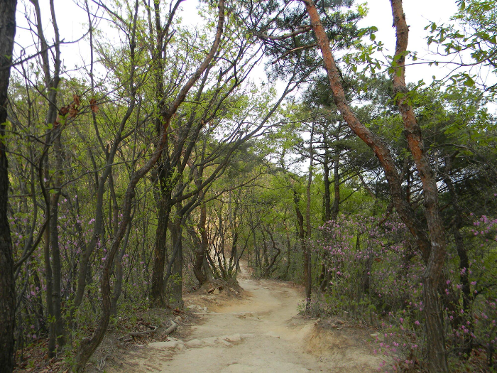 용마산 능선