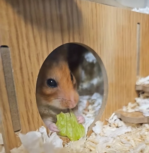 골든햄스터 하루 루틴