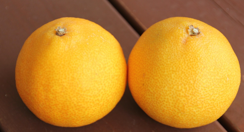 천혜향 2개를 나란히 두었다.