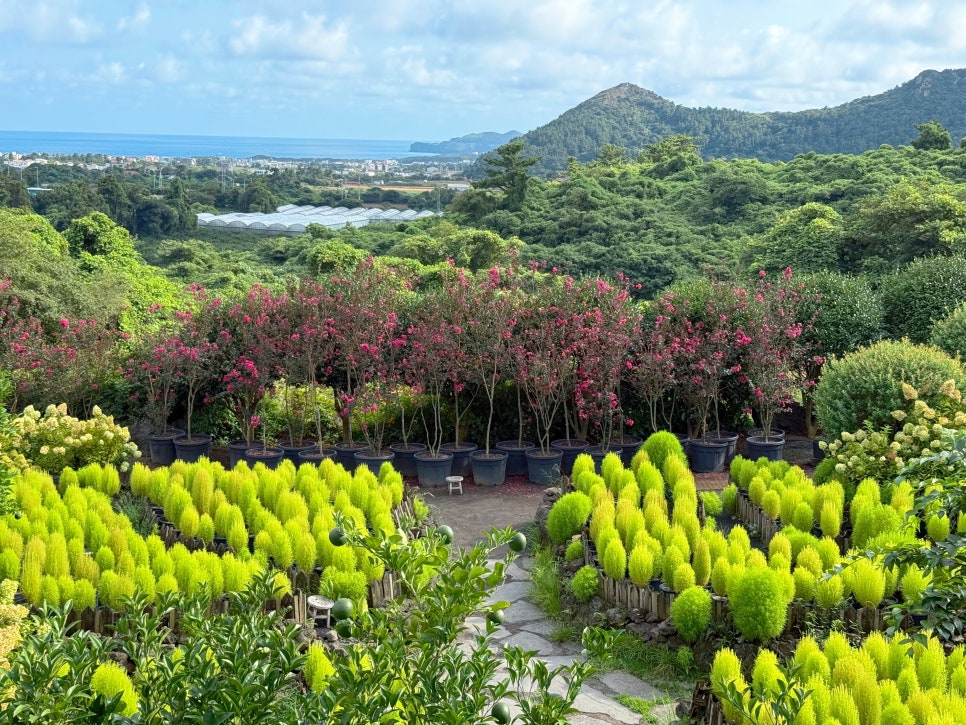 제주 핑크뮬리 명소 마노르블랑