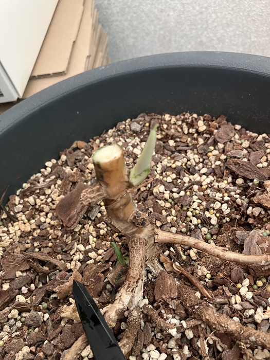 알보 몬스테라 벌브 커팅 후 남은 몬스테라 