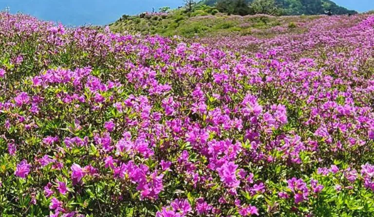 실시간 개화현황