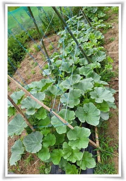 텃밭 "6월에 심기 좋은 작물" 지금 심으면 쑥쑥 자라는 여름 작물 추천!