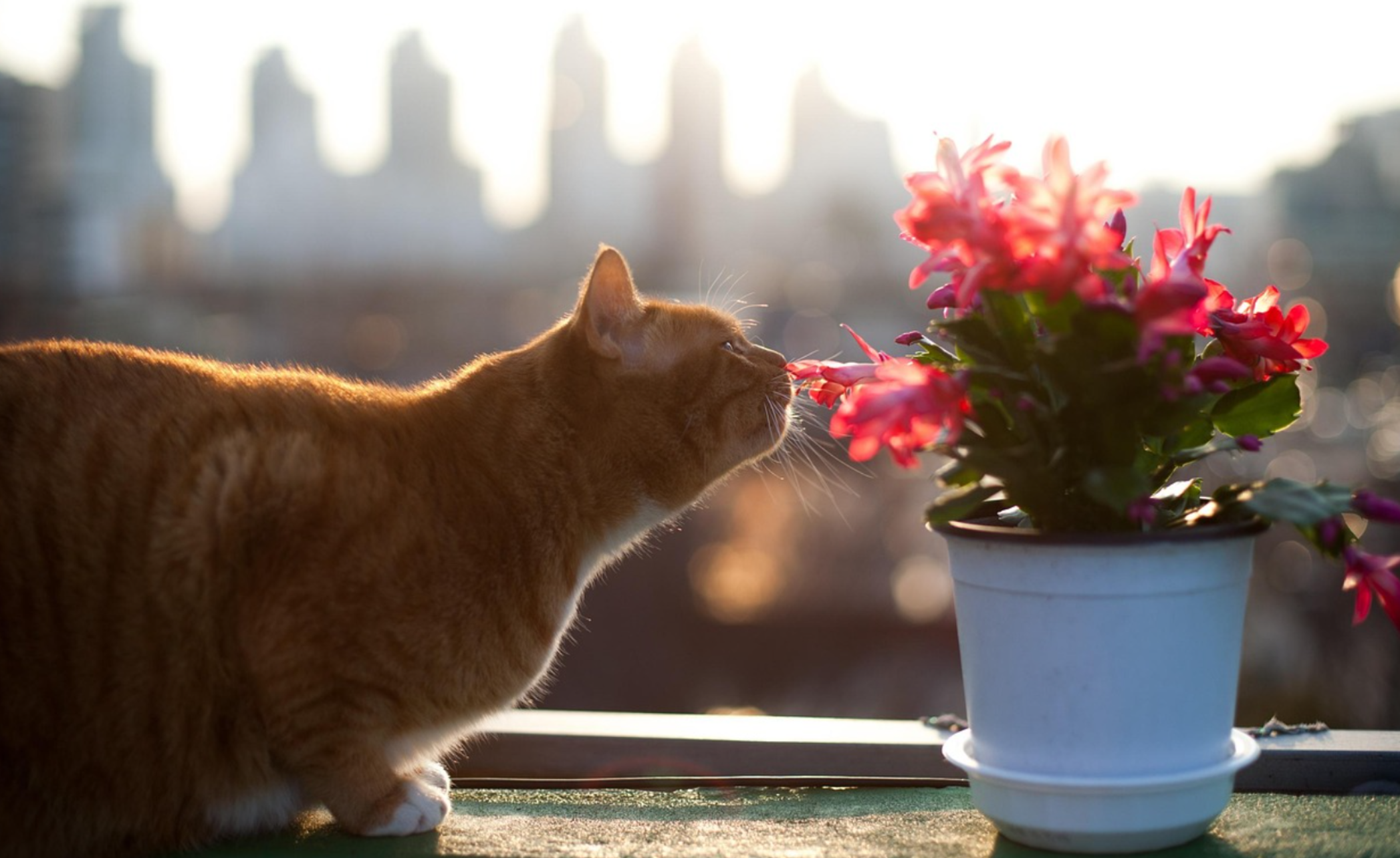 반려동물과 식물