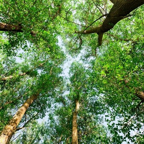 자연휴양림 예약사이트 숲나들e 홈페이지 예약