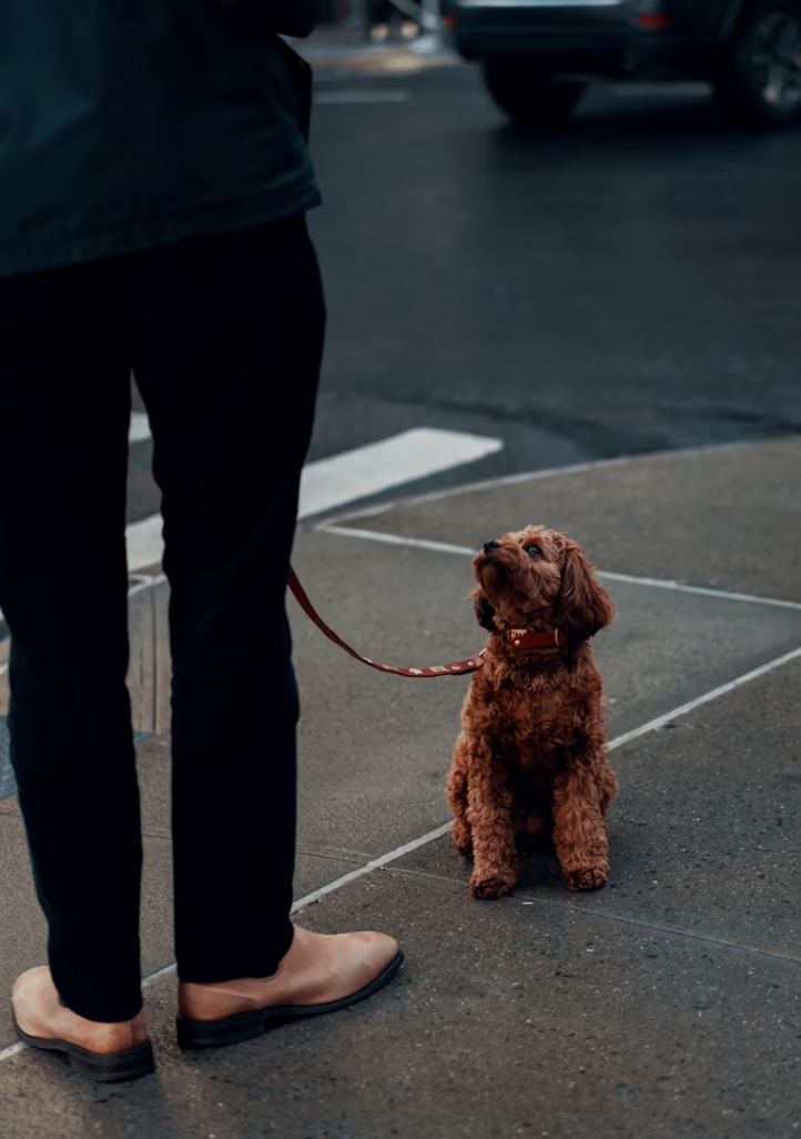 펫티켓과 법: 공공장소에서 반려동물과 지켜야 할 규정 총정리