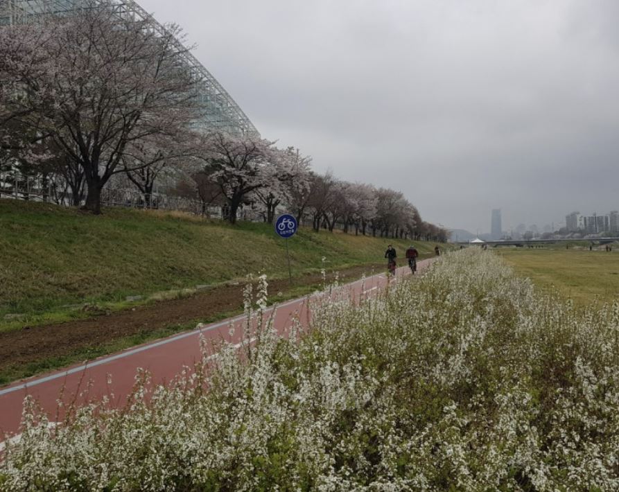 벚꽃-벚꽃 명소-벚꽃길-벚꽃 축제-2023 벚꽃 명소-2023 벚꽃 축제-전국 벚꽃 개화 시기