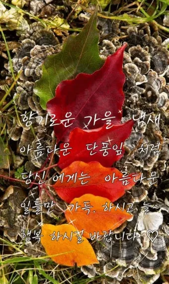 아침 인사 문자 날씨 변화에 맞춘 안부 문장 하루를 여는 표현_16