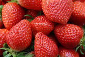 논산딸기 축제 기본일정과 프로그램 및 초대가수 소개(변진섭 이상은 박지현 김의영 인순이 등 출연)