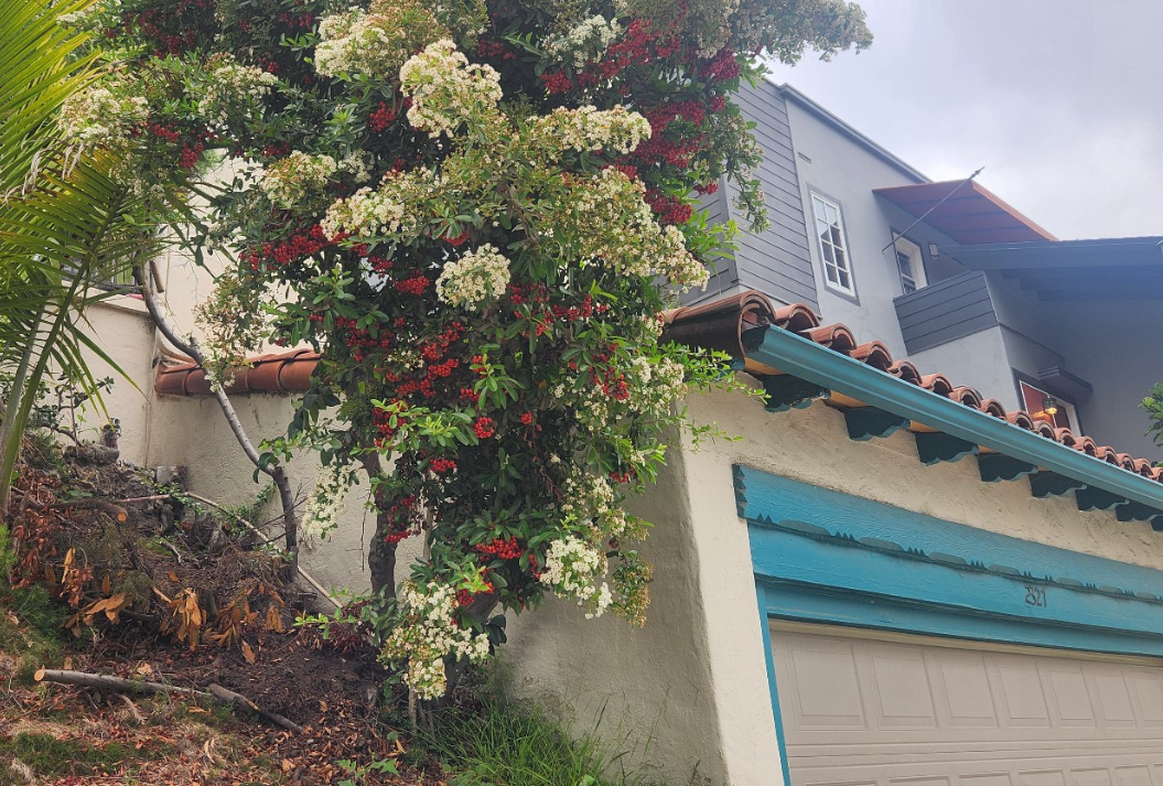 스타 자스민 (Trachelospermum jasminoides)