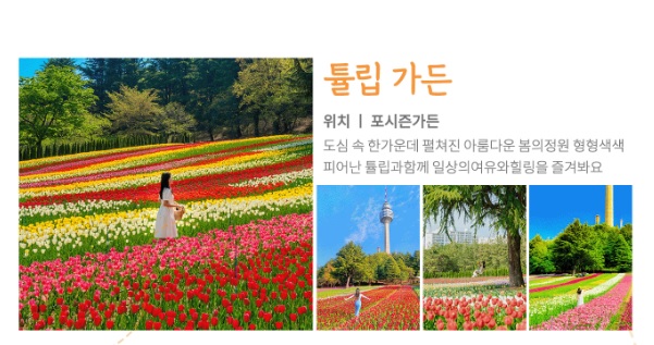 대구 도심 속 튤립 천국! 이월드 튤립 트래블 놓치지 마세요