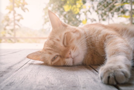 축 늘어진 고양이.