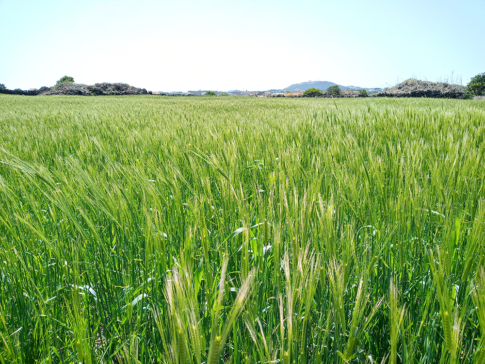 올레1-1코스, 우도(牛島·Udo) 하우목동항에서 천진항까지
