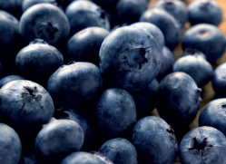 블루베리