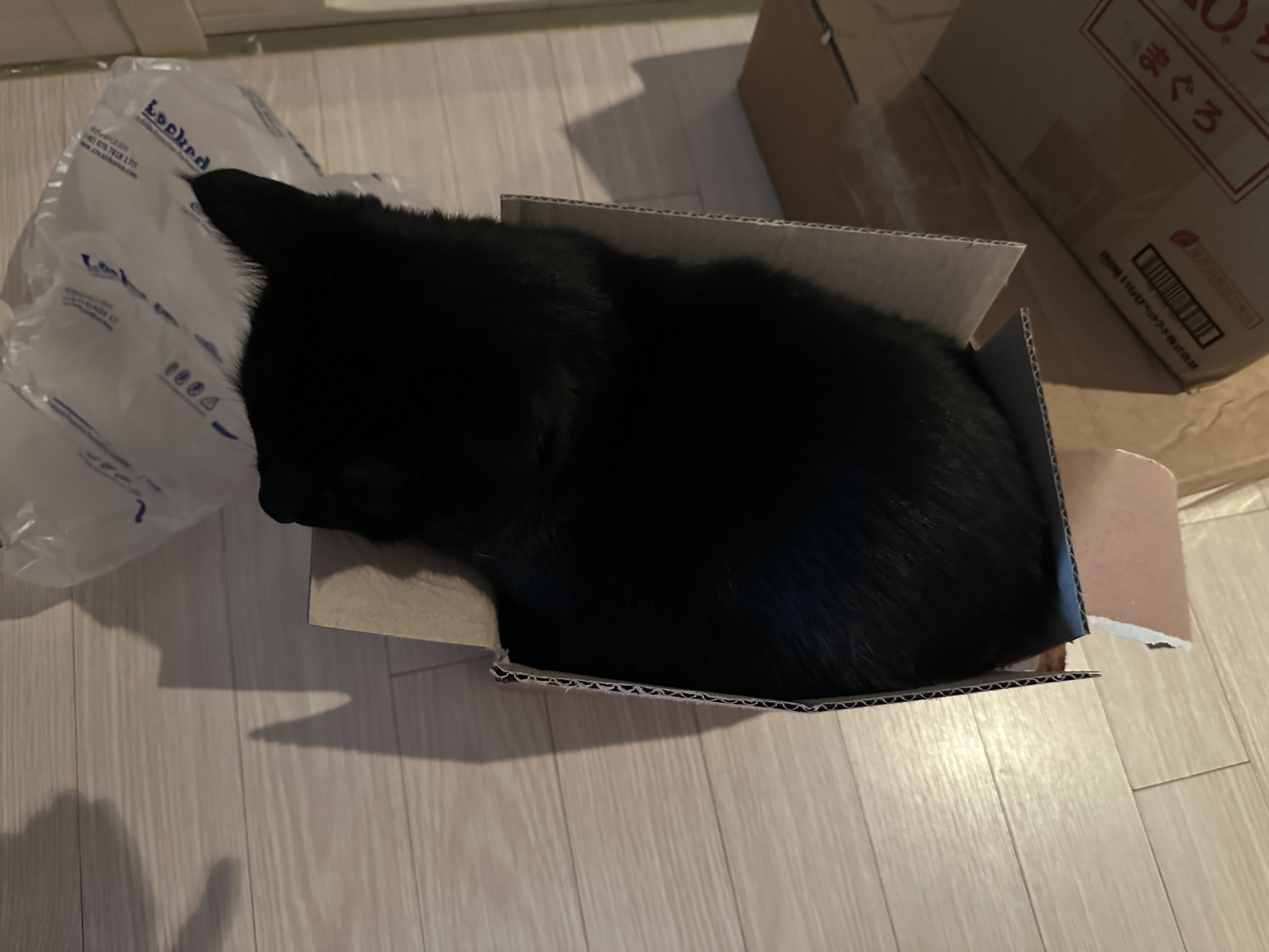 투슬리스 닮은 건이의 박스사랑. 특히 몸에 꼭 끼는 박스! (feat. 이번 포스팅의 뽀인트는 건이의 미모)