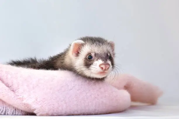 페럿 입양 전 꼭 알자 (나와 페럿, 잘 맞을까?)