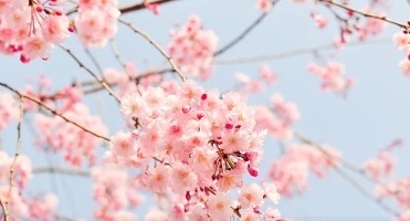 꽃 꿈해몽 67가지