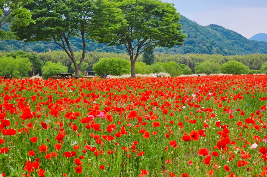 양귀비꽃+안개꽃+수레국화