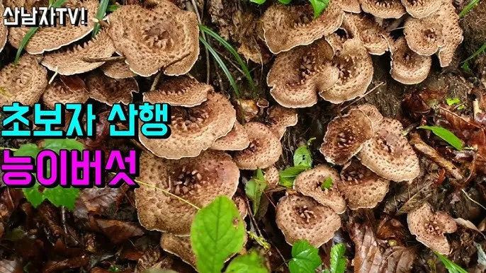 능이버섯 채취시기 산행 정보를 정리_4