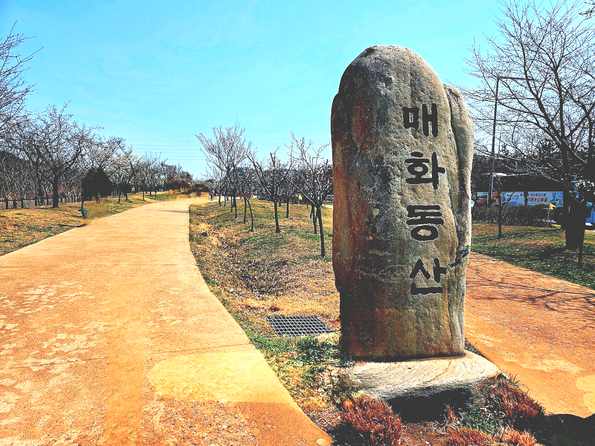 2025년 경인 아라뱃길 매화동산, 인천 매화마을: 주차, 먹거리