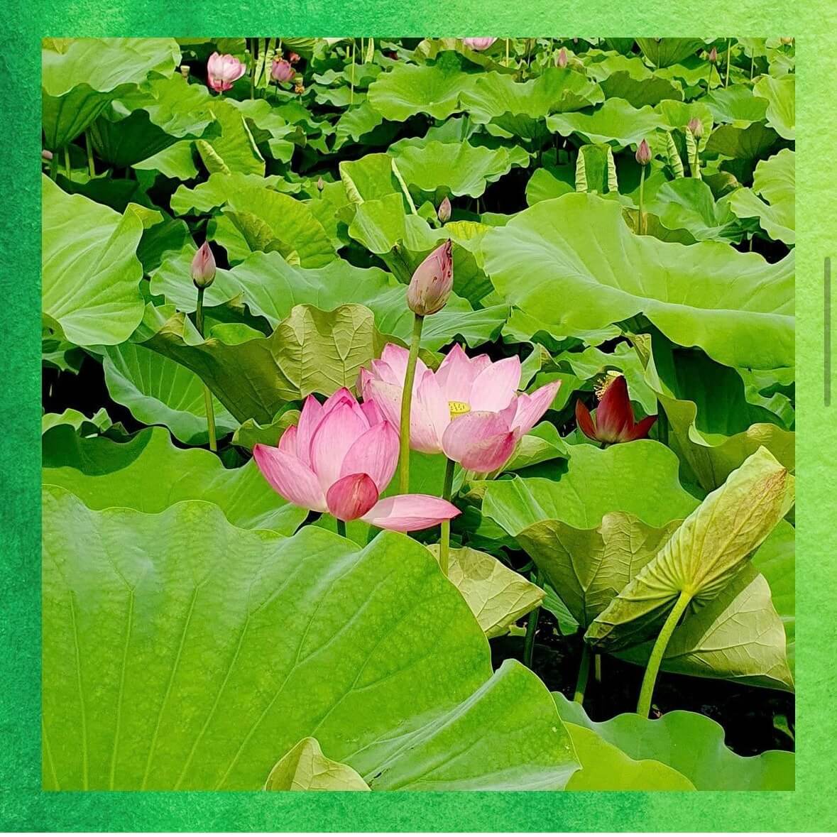 궁남지 연꽃축제