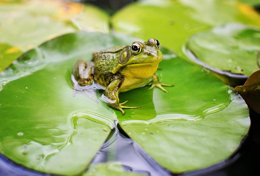 물위에 개구리