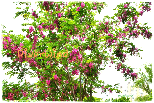 붉은색 아까시꽃