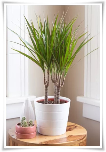 &quot;행운목&quot; 행운을 불러오며 실내 정원을 아름답게 가꾸는 초록의 친구!