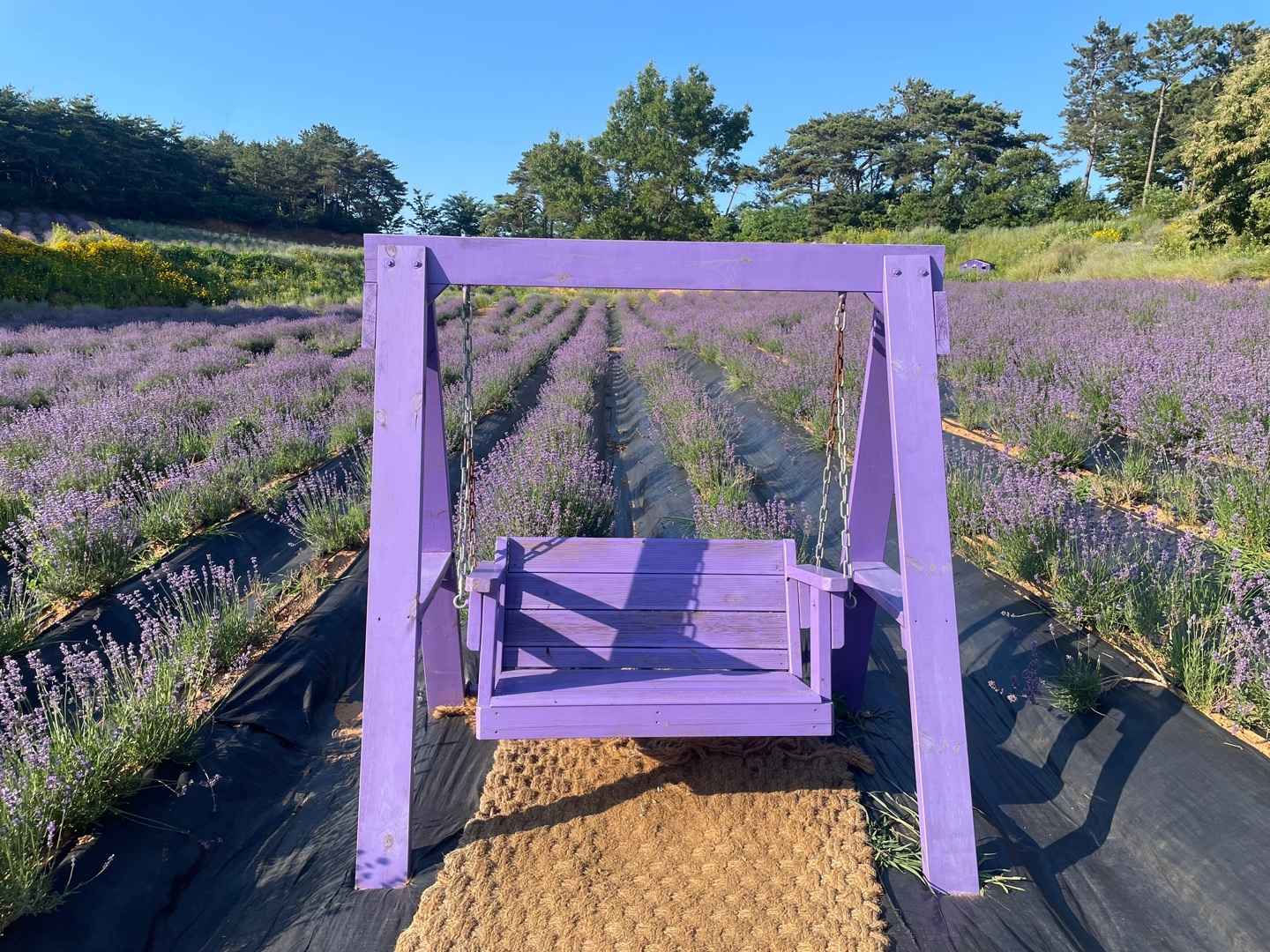 고창청농원 라벤더 축제