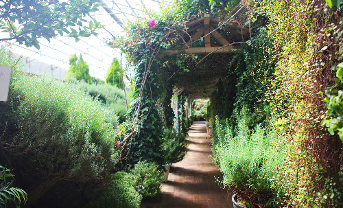 포천허브아일랜드핑크뮬리축제