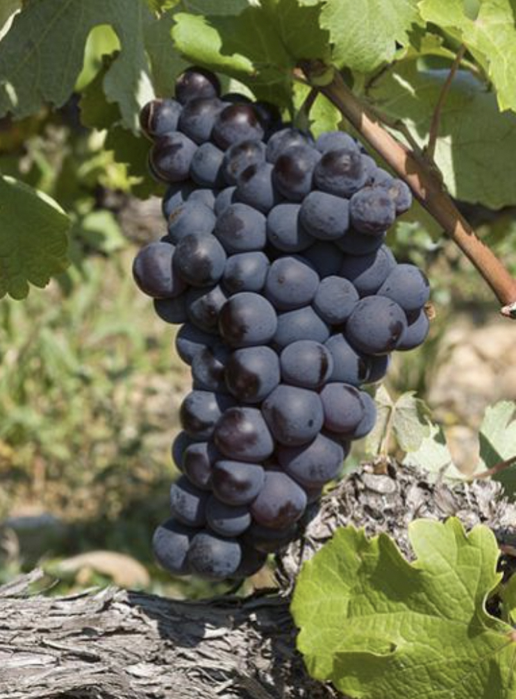 시라 포도 품종