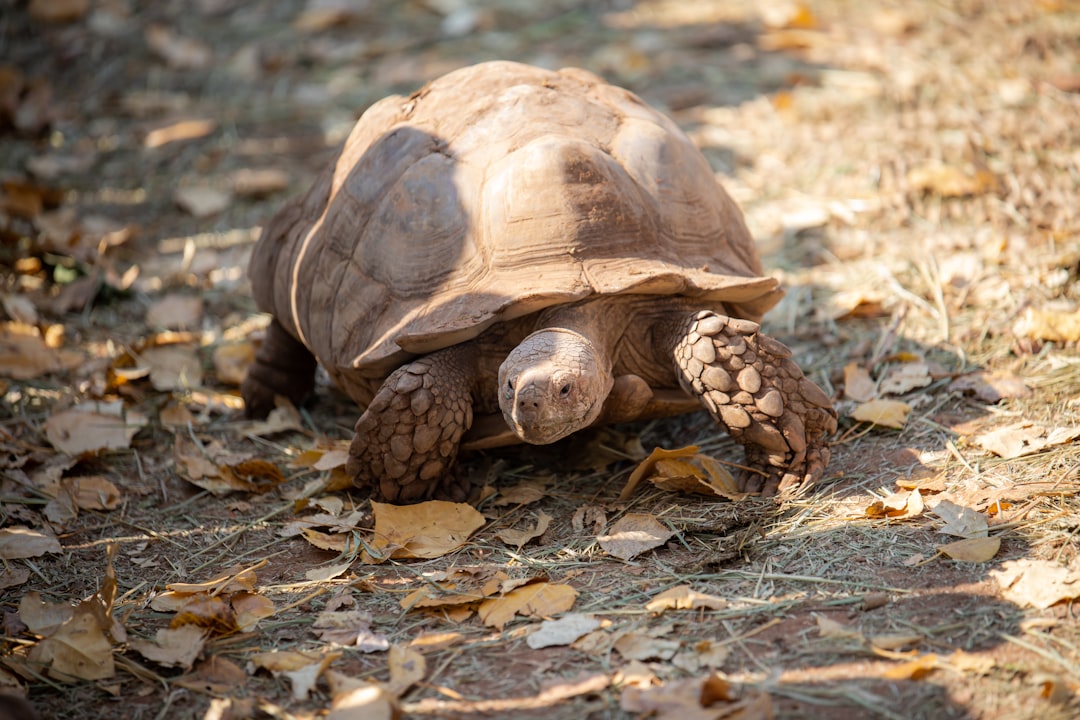 Slow