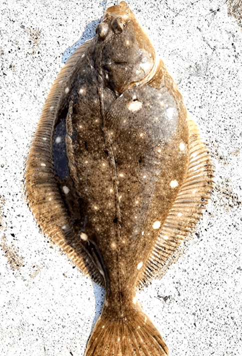 3월 제철음식 쭈꾸미 도다리 봄동 달래 냉이 방풍나물 미나리 가리비 참나물