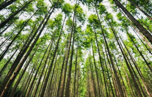 영덕 벌영리 메타세콰이어길 하늘 향해 찍은 사진