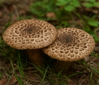 능이버섯 채취시기