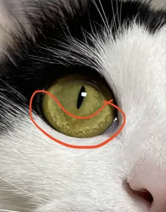 고양이 기생충 사진 약 증상_7