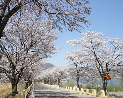 광주 벚꽃