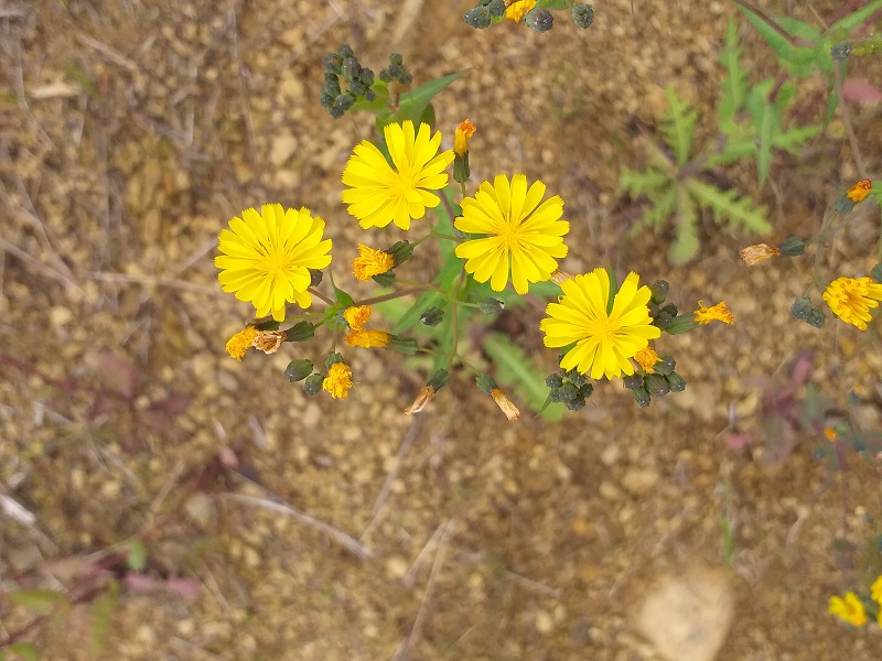 천왕산