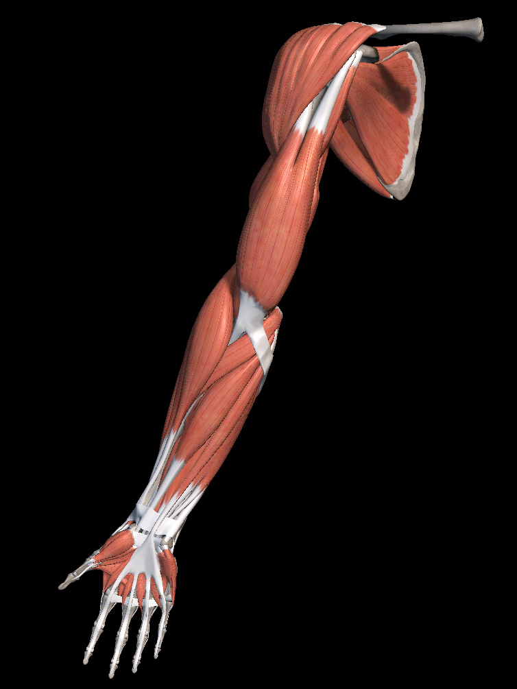 어깨 통증 원인 증상 치료법