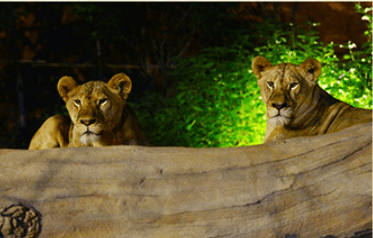 에버랜드할로윈