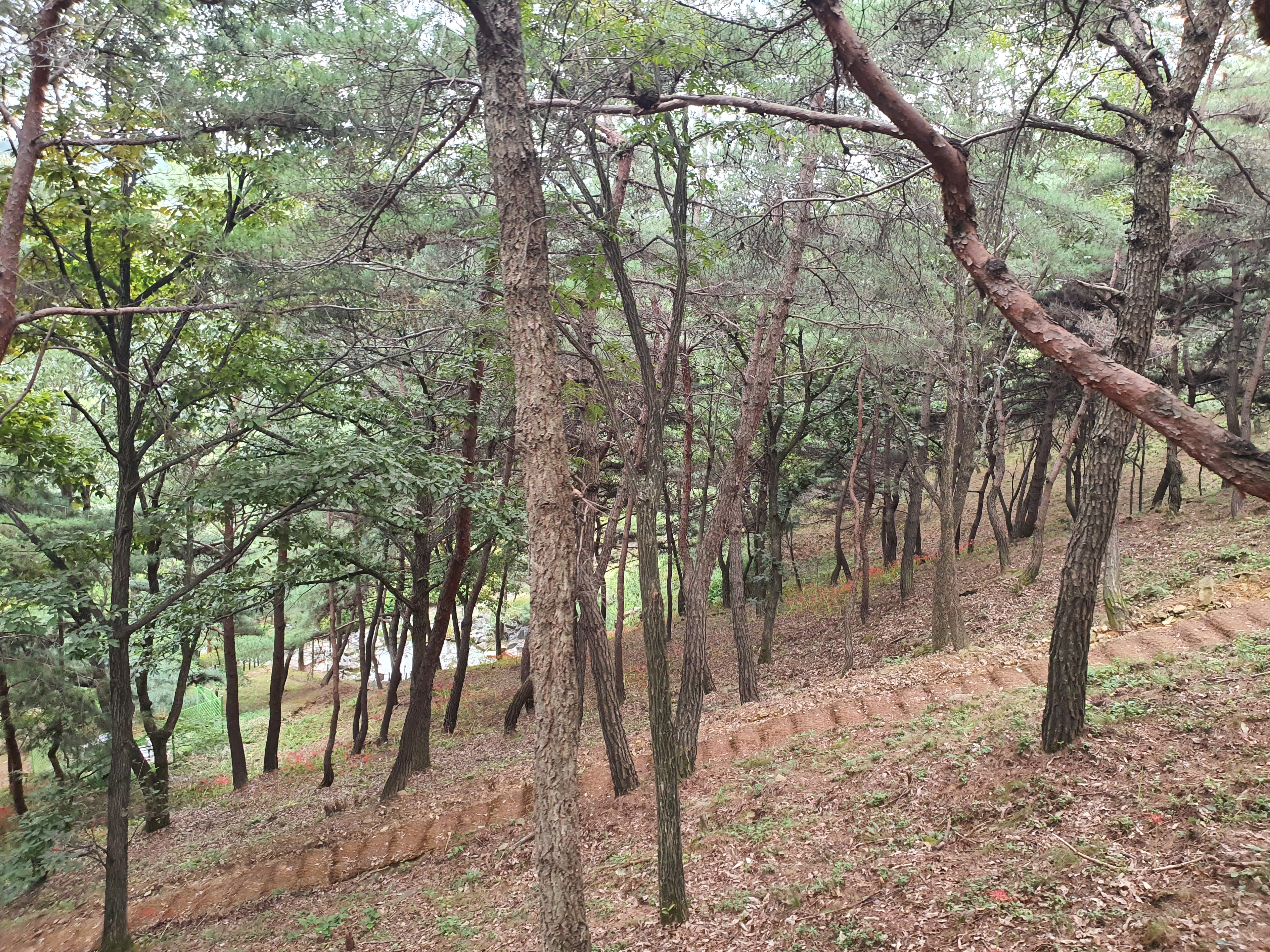 모노레일