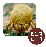 알레르기 종류, 집먼지 진드기